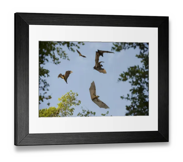 Framed Print : Straw-coloured fruit bats (Eidolon helvum) in flight at daytime roost in Mushitu Framed Print : Straw-coloured fruit bats (Eidolon helvum) in flight at daytime roost in Mushitu