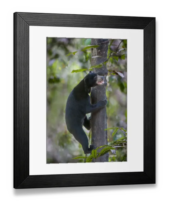 Framed Print : Bornean sun bear (Helarctos malayanus euryspilus) climbing tree at Bornean Sun Bear Framed Print : Bornean sun bear (Helarctos malayanus euryspilus) climbing tree at Bornean Sun Bear