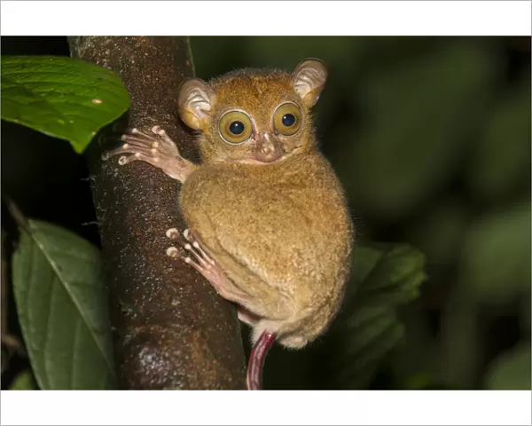 Adult Western  /  Horsfields tarsier (Tarsius bancanus) in forest understorey at night