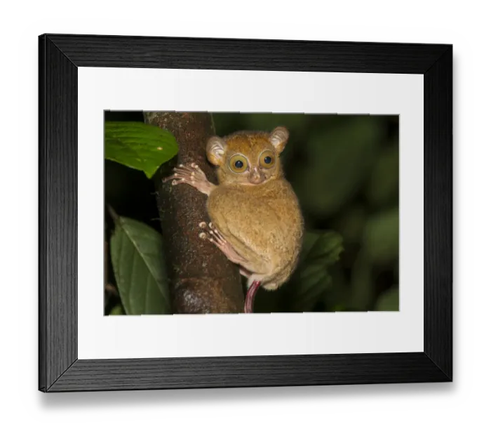 Framed Print : Adult Western / Horsfields tarsier (Tarsius bancanus) in forest understorey at night Framed Print : Adult Western / Horsfields tarsier (Tarsius bancanus) in forest understorey at night