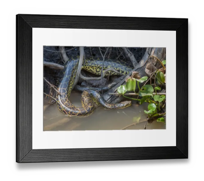 Framed Print : Yellow Anaconda (Eunectes notaeus) in vegetation at the edge of the Paraguay River