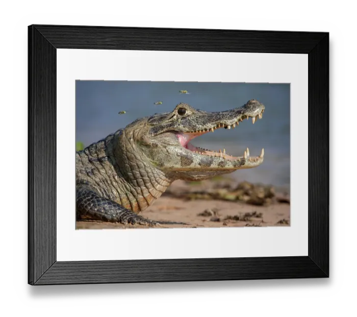 Framed Print : Yacare Caiman (Caiman yacare) gaping to regulate its body temperature, with attendant hoverflies Framed Print : Yacare Caiman (Caiman yacare) gaping to regulate its body temperature, with attendant hoverflies
