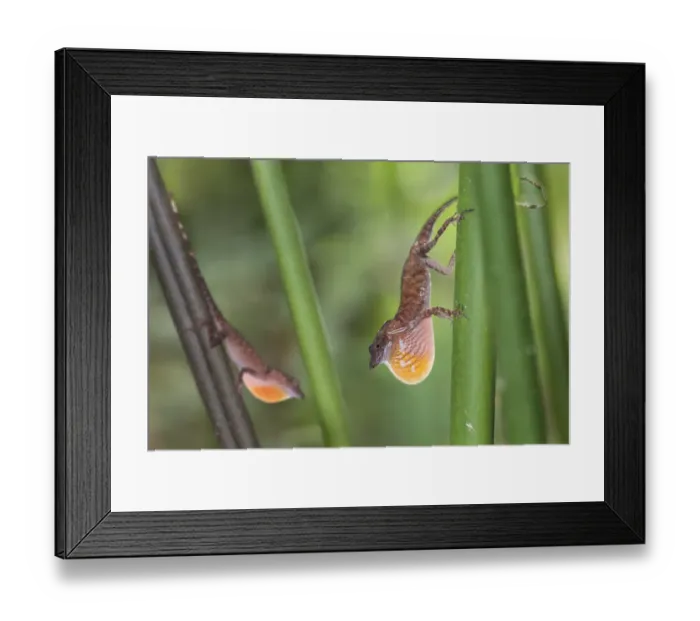 Framed Print : Male Anole Lizards (Anolis sp) in territorial display to each other. Rainforest canopy Framed Print : Male Anole Lizards (Anolis sp) in territorial display to each other. Rainforest canopy