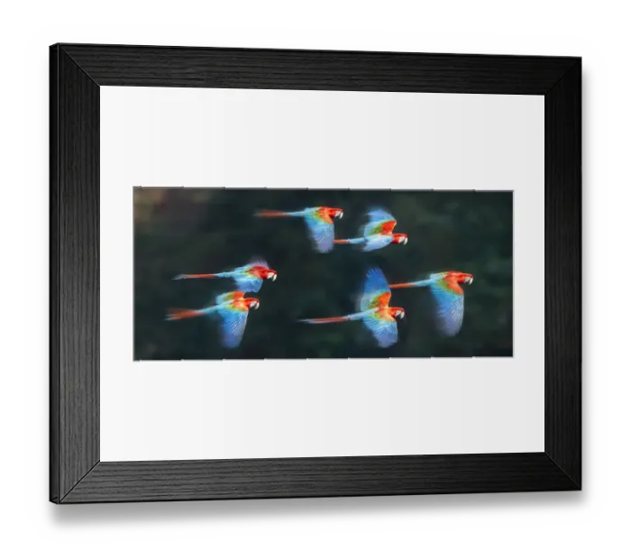 Framed Print : Group of Red-and-green macaws (Ara chloropterus) in flight over forest canopy. Buraco das Araras