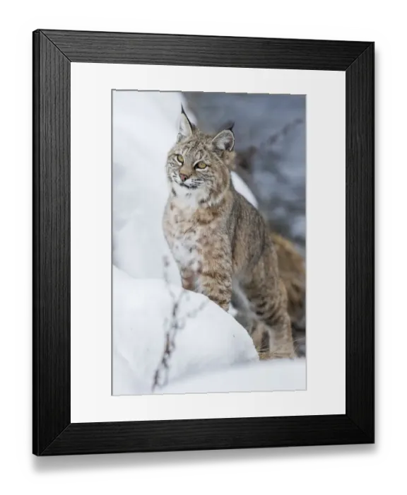 Framed Print : North American Bobcat (Lynx rufus) stalking along the edge of the Madison River. Yellowstone National Park, Wyoming, USA. January Framed Print : North American Bobcat (Lynx rufus) stalking along the edge of the Madison River. Yellowstone National Park, Wyoming, USA. January