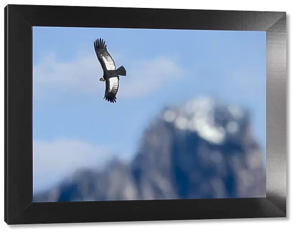 RF - Andean condor (Vultur gryphus) flying over Torres del Paine Massif. Torres del