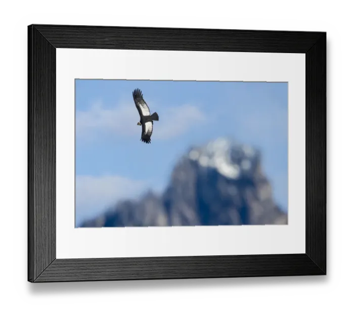 Framed Print : RF - Andean condor (Vultur gryphus) flying over Torres del Paine Massif. Torres del Framed Print : RF - Andean condor (Vultur gryphus) flying over Torres del Paine Massif. Torres del