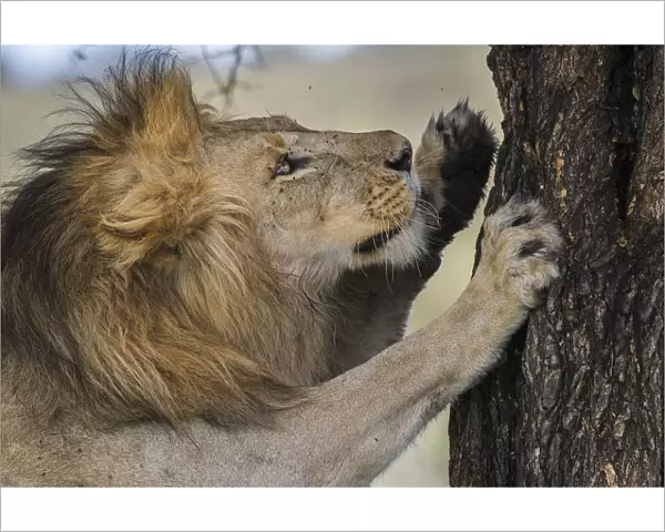 RF - Male African lion (Panthera leo) scratching tree at Big Marsh, Nogorongoro Conservation