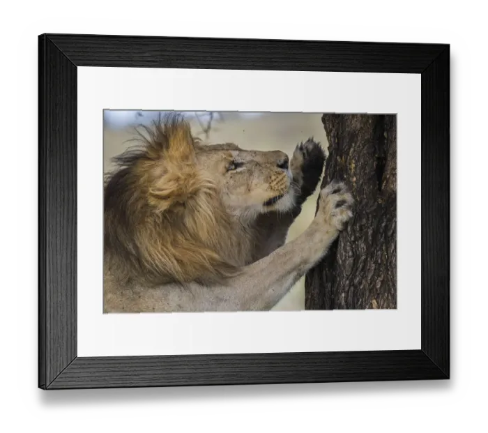 Framed Print : RF - Male African lion (Panthera leo) scratching tree at Big Marsh, Nogorongoro Conservation