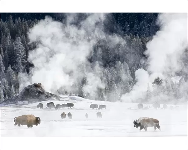 RF - Herd of American Bison (Bison bison) around geo-thermal features. Firehole River Valley