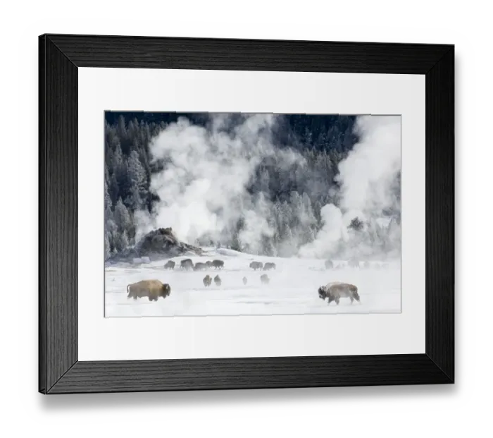 Framed Print : RF - Herd of American Bison (Bison bison) around geo-thermal features. Firehole River Valley