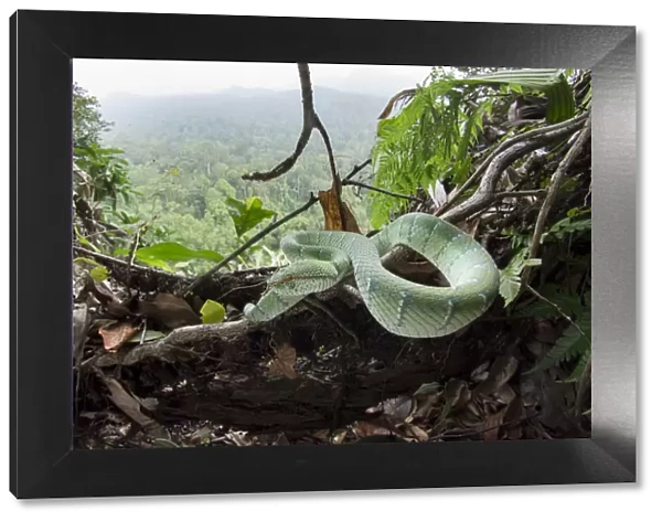 Waglers pit viper (Tropidolaemus wagleri) basking in mist-shrouded forest under storey