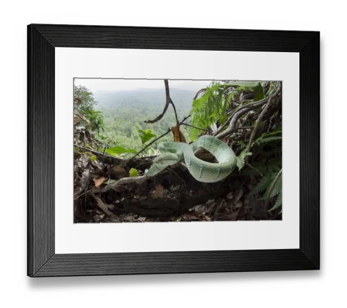 Framed Print : Waglers pit viper (Tropidolaemus wagleri) basking in mist-shrouded forest under storey Framed Print : Waglers pit viper (Tropidolaemus wagleri) basking in mist-shrouded forest under storey