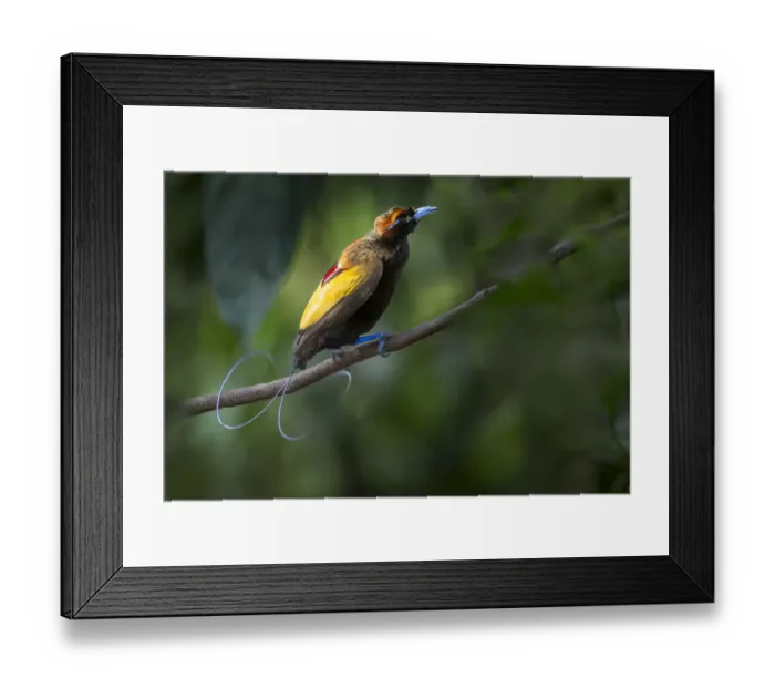 Framed Print : Magnificent Bird of Paradise (Diphyllodes magnificus) male, Lower montane highlands