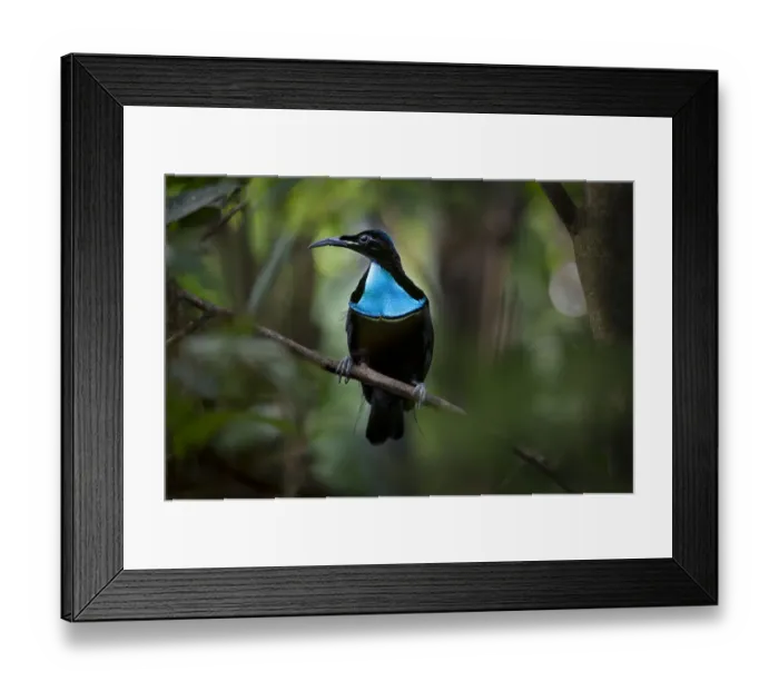 Framed Print : Growling riflebird (Ptiloris intercedens) male, Adelbert Mountain Range, Madang Province Framed Print : Growling riflebird (Ptiloris intercedens) male, Adelbert Mountain Range, Madang Province