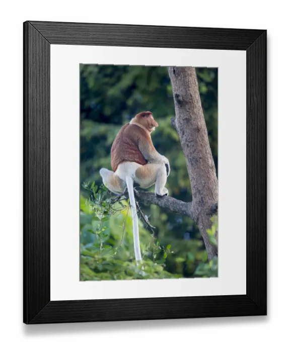 Framed Print : Proboscis monkey (Nasalis larvatus) Riverine forest, Kinabatangan River, Sukau, Sabah, Borneo Framed Print : Proboscis monkey (Nasalis larvatus) Riverine forest, Kinabatangan River, Sukau, Sabah, Borneo
