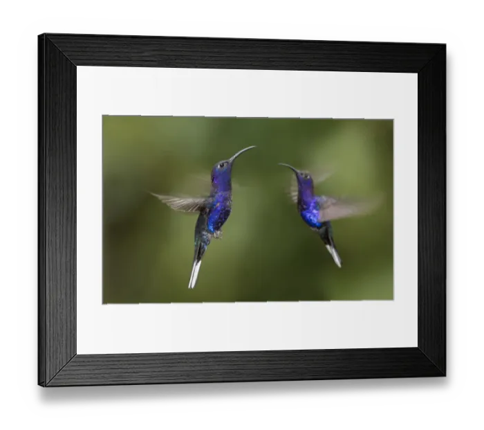 Framed Print : RF - Male Violet Sabrewing hummingbirds (Campylopterus hemileucurus) hovering in flight sequence Framed Print : RF - Male Violet Sabrewing hummingbirds (Campylopterus hemileucurus) hovering in flight sequence