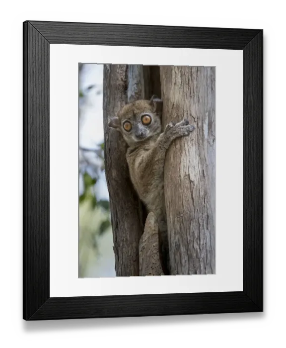 Framed Print : RF - Daraina Sportive Lemur (Lepilemur milanoii) in day time rest tree hole in dry forest Framed Print : RF - Daraina Sportive Lemur (Lepilemur milanoii) in day time rest tree hole in dry forest