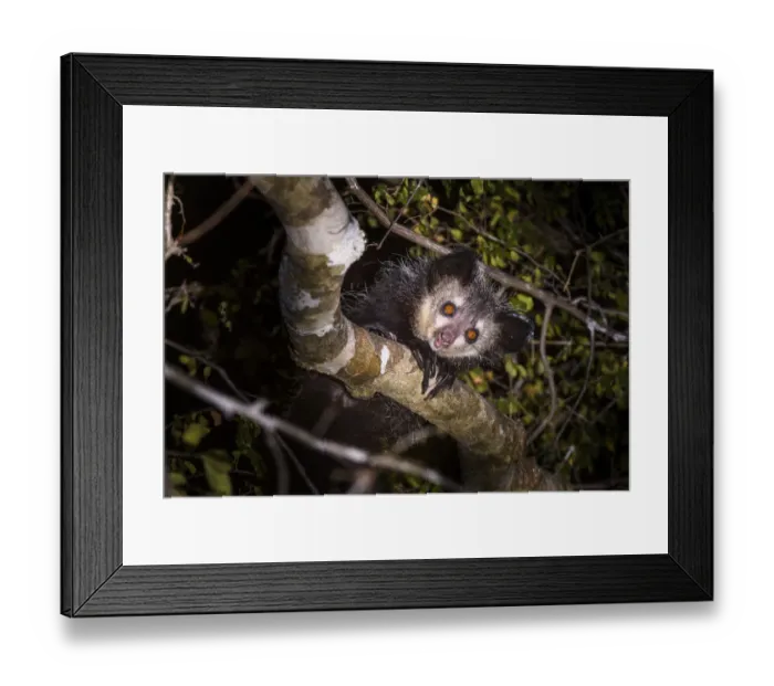 Framed Print : RF - Adult Aye-aye (Daubentonia madagascariensis) active in forest canopy at night Framed Print : RF - Adult Aye-aye (Daubentonia madagascariensis) active in forest canopy at night