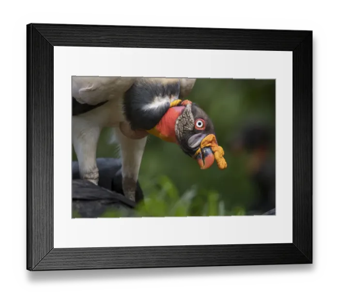 Framed Print : Adult King Vulture (Sarcoramphus papa) feeding at a carcass. Laguna del Lagarto, Boca Tapada Framed Print : Adult King Vulture (Sarcoramphus papa) feeding at a carcass. Laguna del Lagarto, Boca Tapada