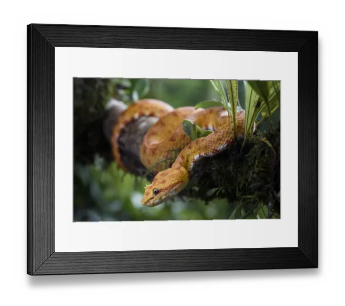 Framed Print : Eyelash Viper (Bothriechis schlegelii) Distictive yellow / orange oropel form Framed Print : Eyelash Viper (Bothriechis schlegelii) Distictive yellow / orange oropel form