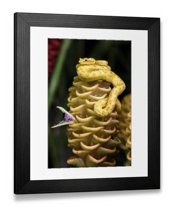 Framed Print : Eyelash pit viper (Bothriechis schlegelii) (Viperidae: Crotalinae). Distictive yellow