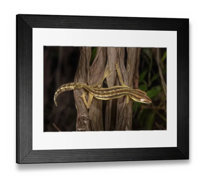 Framed Print : Lined Leaf-tailed Gecko (Uroplatus lineatus). Active in dead palm fronds in forest Framed Print : Lined Leaf-tailed Gecko (Uroplatus lineatus). Active in dead palm fronds in forest