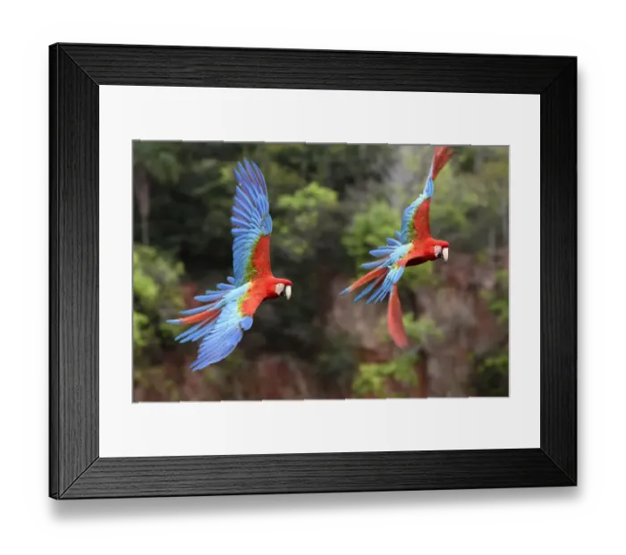 Framed Print : Red-and-green macaws (Ara chloropterus) pair in flight over forest canopy. Buraco das Araras