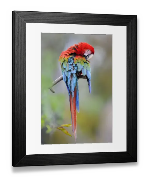 Framed Print : Preening red-and-green macaw or green-winged macaw (Ara chloropterus) (Family Psittacidae). Buraco das Araras (Sinkhole of the Macaws), Jardim, Mato Grosso do Sul, Brazil. September Framed Print : Preening red-and-green macaw or green-winged macaw (Ara chloropterus) (Family Psittacidae). Buraco das Araras (Sinkhole of the Macaws), Jardim, Mato Grosso do Sul, Brazil. September