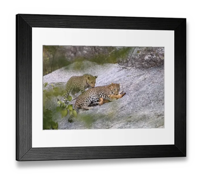 Framed Print : Leopard (Panthera pardus) female with one of its cubs, killing a feral / domestic Framed Print : Leopard (Panthera pardus) female with one of its cubs, killing a feral / domestic