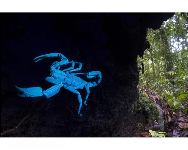 Borneo giant forest scorpion (Heterometrus longimanus) resting inside a fallen hollow log
