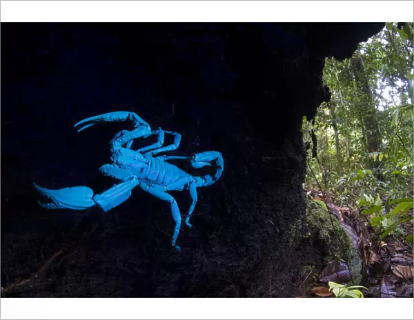 Borneo giant forest scorpion (Heterometrus longimanus) resting inside a fallen hollow log