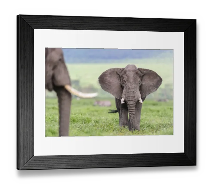 Framed Print : African elephant (Loxodonta africa) male in threat display to rival. Floor of Framed Print : African elephant (Loxodonta africa) male in threat display to rival. Floor of