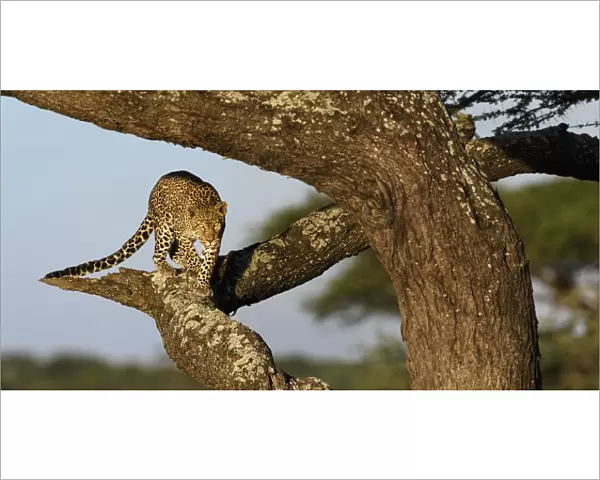 Leopard (Panthera pardus) female climbing an Acacia tree, Serengeti  /  Ngorongoro Conservation