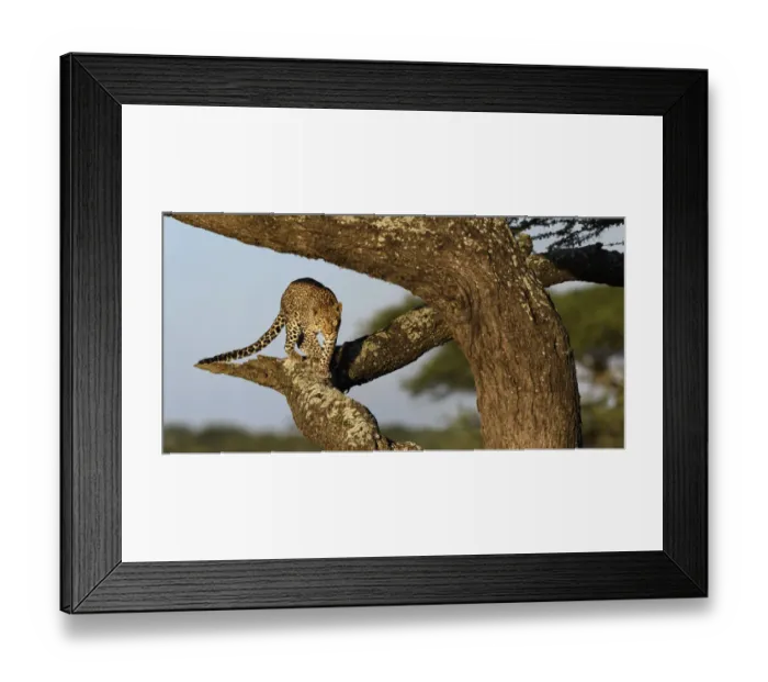 Framed Print : Leopard (Panthera pardus) female climbing an Acacia tree, Serengeti / Ngorongoro Conservation Framed Print : Leopard (Panthera pardus) female climbing an Acacia tree, Serengeti / Ngorongoro Conservation
