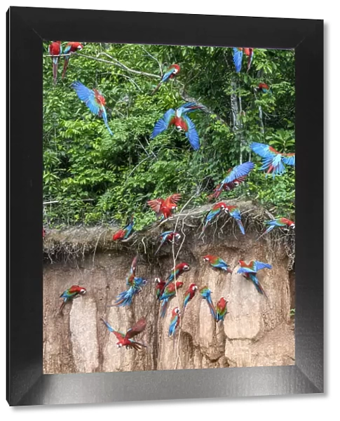 Red-and-green macaw (Ara chloropterus) flock feeding at wall of clay lick, flying