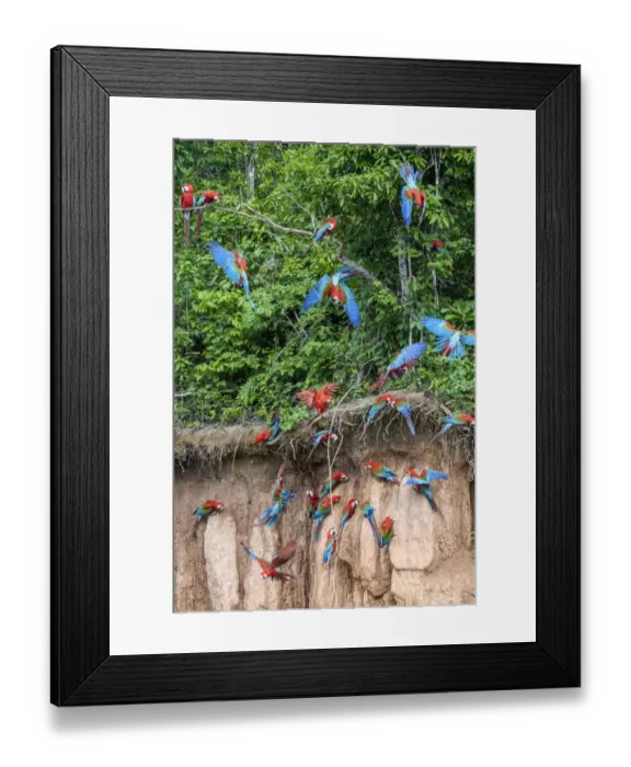 Framed Print : Red-and-green macaw (Ara chloropterus) flock feeding at wall of clay lick, flying Framed Print : Red-and-green macaw (Ara chloropterus) flock feeding at wall of clay lick, flying