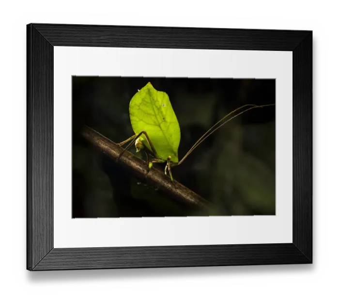 Framed Print : Bush cricket / Katydid (Tettigoniidae ), female leaf mimic ovipositing into branch Framed Print : Bush cricket / Katydid (Tettigoniidae ), female leaf mimic ovipositing into branch