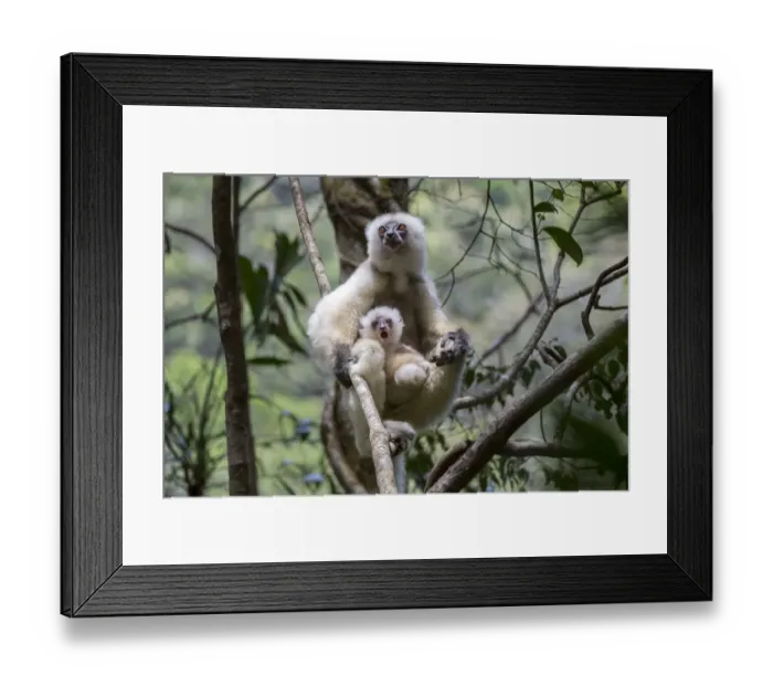 Framed Print : Silky sifaka (Propithecus candidus) female with baby sitting amongst branches in understorey Framed Print : Silky sifaka (Propithecus candidus) female with baby sitting amongst branches in understorey
