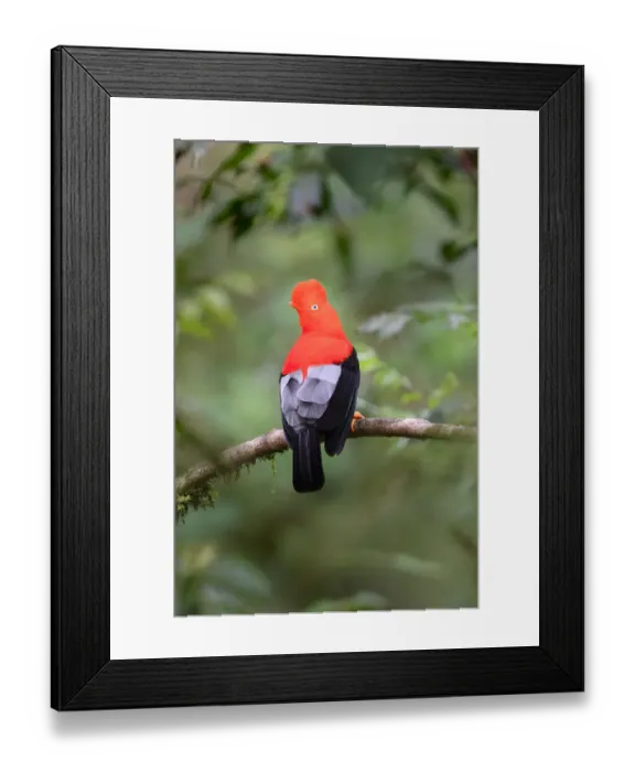 Framed Print : Andean cock-of-the-rock (Rupicola peruvianus), male at a lek in mid-altitude montane rainforest Framed Print : Andean cock-of-the-rock (Rupicola peruvianus), male at a lek in mid-altitude montane rainforest