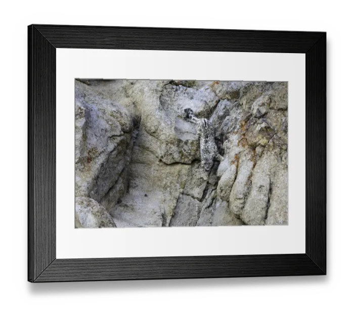 Framed Print : Wild snow leopard (Panthera uncia) bounding down steep rock face in pursuit of prey Framed Print : Wild snow leopard (Panthera uncia) bounding down steep rock face in pursuit of prey