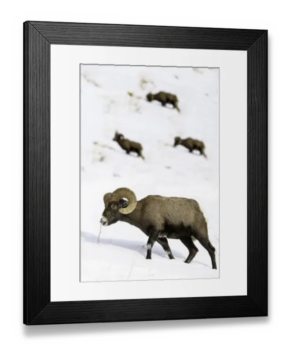 Framed Print : Rocky mountain bighorn sheep (Ovis canadensis canadensis) grazing. Lamar Valley, Yellowstone Framed Print : Rocky mountain bighorn sheep (Ovis canadensis canadensis) grazing. Lamar Valley, Yellowstone