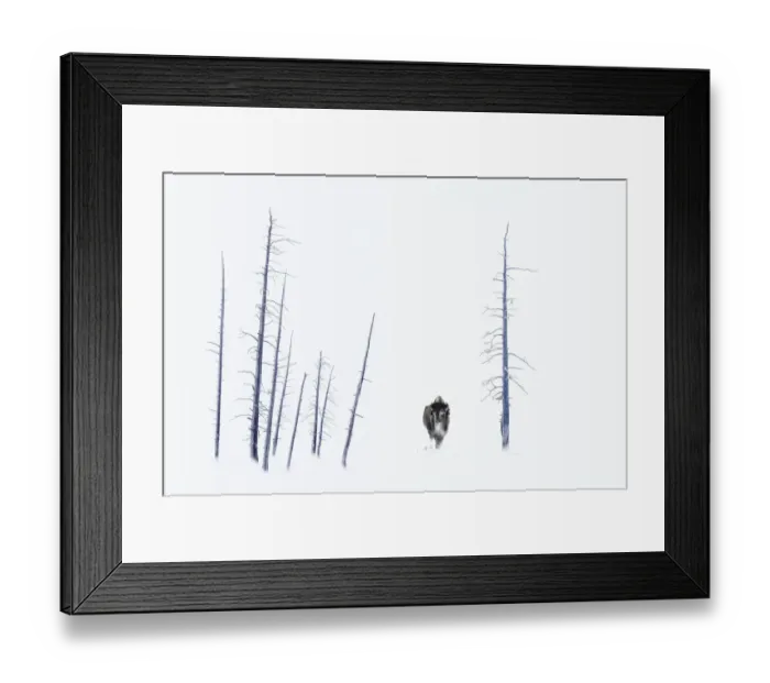 Framed Print : American Bison (Bison bison) frost covered male, standing by dead trees. Firehole River Valley Framed Print : American Bison (Bison bison) frost covered male, standing by dead trees. Firehole River Valley