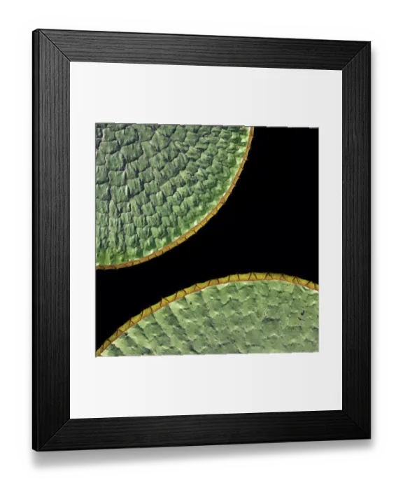 Framed Print : Floating leaves of Giant water lily (Victoria amazonica). Northern Pantanal, Cuiaba River Framed Print : Floating leaves of Giant water lily (Victoria amazonica). Northern Pantanal, Cuiaba River