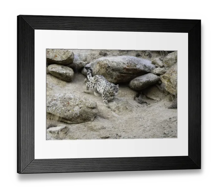 Framed Print : RF - Wild Snow leopard (Panthera uncia) stalking prey over broken rocky terrain. Ladakh Range Framed Print : RF - Wild Snow leopard (Panthera uncia) stalking prey over broken rocky terrain. Ladakh Range