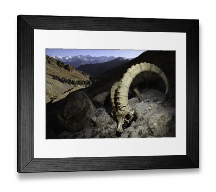 Framed Print : RF - Skull of a male Himalayan ibex (Capra sibirica) (killed by a snow leopard) lying Framed Print : RF - Skull of a male Himalayan ibex (Capra sibirica) (killed by a snow leopard) lying
