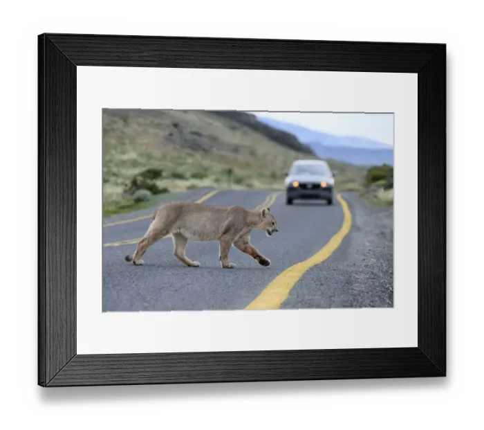Framed Print : Puma (Puma concolor puma), young male crossing road in front of car. Estancia Amarga Framed Print : Puma (Puma concolor puma), young male crossing road in front of car. Estancia Amarga