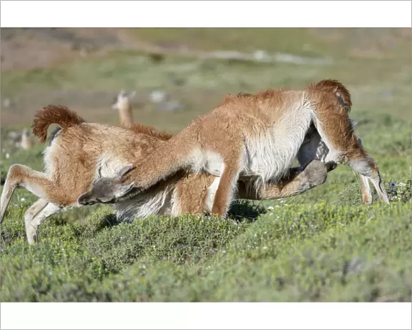 Guanacos (Lama guanicoe), two males fighting, trying to over power opponent and bite