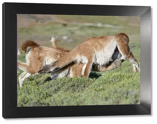 Guanacos (Lama guanicoe), two males fighting, trying to over power opponent and bite