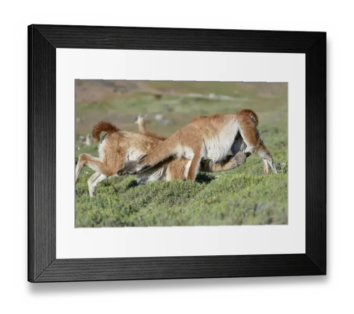 Framed Print : Guanacos (Lama guanicoe), two males fighting, trying to over power opponent and bite Framed Print : Guanacos (Lama guanicoe), two males fighting, trying to over power opponent and bite